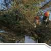 Dangerous Tree Cutting, Tree Trimming, Tree Felling- 100% satisfaction guaranteed thumb 14