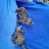 3 Beautiful male and females Bengal Kittens for sale. thumb 1