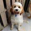 Top10 Mobile Dog Grooming Services & Dog Groomers Near Me thumb 0