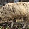 🐑🍖 PREMIUM HEAVYWEIGHT SHEEP FOR MEAT & WOOL 🍖🐑 thumb 6