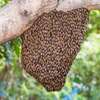 Honey Bee Services | Bee Removal Services/Bee Control/Honey Bee  Removal & Control Services. thumb 2
