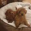 Poodle puppies looking for good home thumb 0