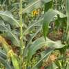 Kiamuringa Prime land for sale thumb 1