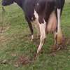 Mamayao Frisian dairy cow thumb 5