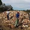 Firewood For Sale - Delivered to You Nairobi thumb 14