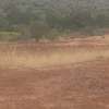 Several Parcels of Farm Land Available For Lease in Thika thumb 1