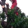 24 HR Tree trimming & pruning|Tree removal|Emergency tree services.Free quote thumb 1