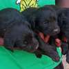 1-3 months old Black Labrador retriever puppies thumb 3