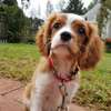 Professional Dog Training -Dog & Puppy Trainers In Nairobi thumb 9