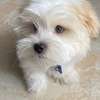 Maltese puppy now sale at a good price thumb 1