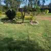Spacious 3 BR House in Ongata Rongai thumb 7