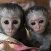 Capuchin Monkeys For Sale thumb 0
