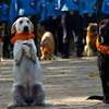 Dog Behaviour Training In Nairobi- Dog Obedience Training thumb 9
