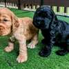 Irresistible Chocolate and Golden Cocker Spaniel Puppies thumb 3