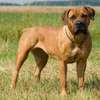 Dog Training Loresho,Runda,Kitisuru,Hurlingham,Karen,Ruiru thumb 11