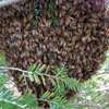 Bee Control Service : Bee Service Nairobi thumb 1