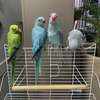 Sweet and lovely hand-reared parrots for sale thumb 4
