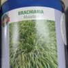 Bracharia seeds (1kg) thumb 1