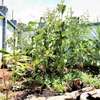 4 bedrooms all en-suite flat-roof maisonettes with SQ thumb 6