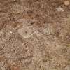 0.25 ac Land at Kipkorgot thumb 12