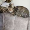 Two male kittens looking for a new home thumb 0