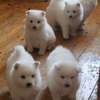 Purebred Japanese Spitz puppies for sale. thumb 1