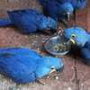 Sweet and lovely hand-reared parrots for sale thumb 2