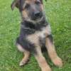 German Shepherd Puppies ready for their new home. thumb 1