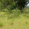 100 Acres Available for Sale in Mutomo Kitui County thumb 2