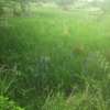 40 Acres of Agricultural Land Is For Sale In Makindu Town thumb 1