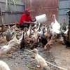 Ornamental birds for sale thumb 1