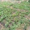 EIGHTH OF AN ACRE PLOT IN MLOLONGO thumb 2