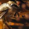 Expert Bee Removal Service /Safe Bee removal by the experts.Call Now ! thumb 8