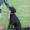 Dog Walking Services–Reliable & Affordable (Nairobi) thumb 1