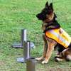 Nairobi Professional Dog Training Services thumb 2