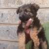 1-3 months female German shepherd puppy thumb 0