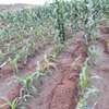 100 Acres For Lease in Mbeere South Kirinyaga thumb 2
