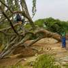 Tree Cutting, Pruning & Trimming | Landscaping & Gardening Services.Call us today! thumb 8