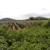 120 Acres With Water in Kimana Loitoktok Is For Sale thumb 2