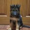 German shepherd dog for sale 2-3 months old(females) thumb 11