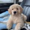 Golden retriever puppies fluffy bet thumb 1