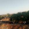 143 Acres of Developed Farm Land in Mutomo Kitui Is for Sale thumb 3