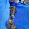 3 Beautiful male and females Bengal Kittens for sale. thumb 0