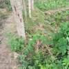 EIGHTH OF AN ACRE PLOT IN MLOLONGO thumb 3