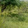 100 Acres Available for Sale in Mutomo Kitui County thumb 4
