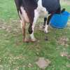 Mamayao Frisian dairy cow thumb 3