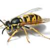 Expert Bed Bug Exterminator KAHAWA WEST estate thumb 7