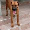Female Boerboel available for a new home thumb 1