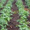 Landscaping & gardening services in Nairobi | Give us a call today. thumb 6