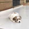 Havanese thumb 0